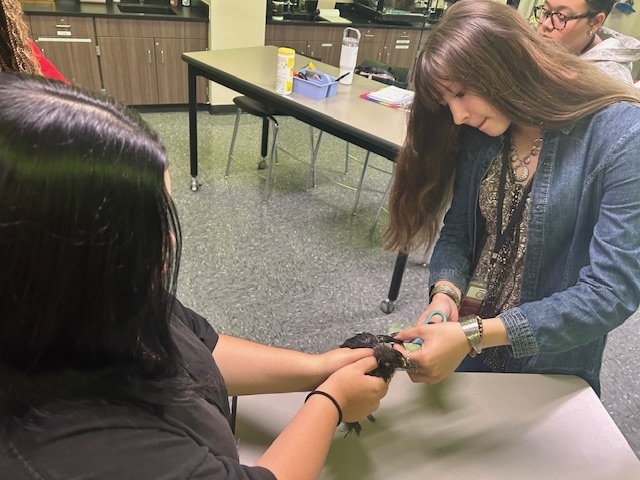 Students clipping chicken wings