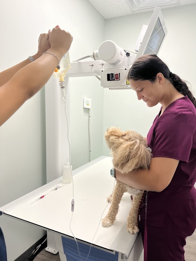 Vet students working at vet clinic