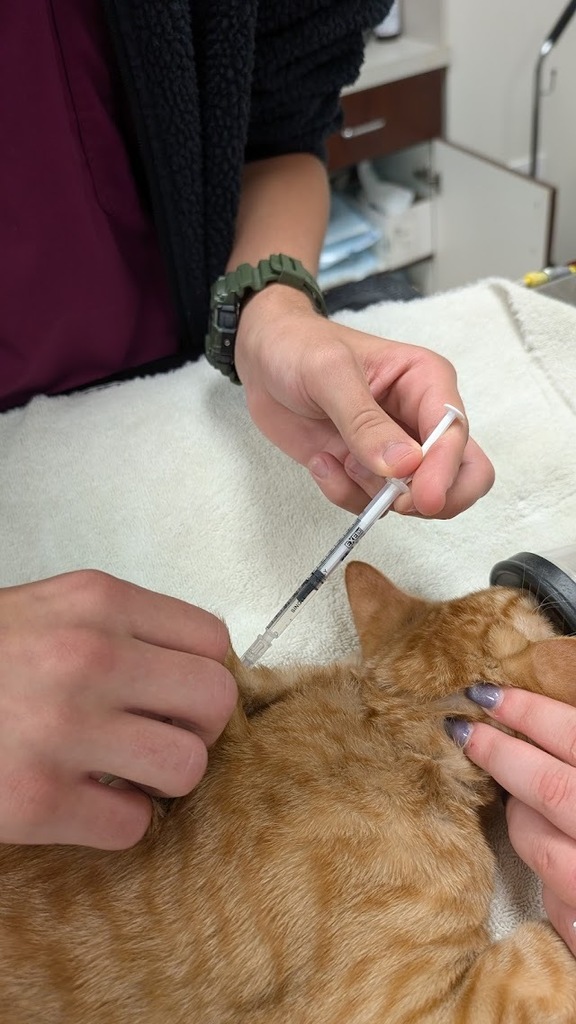 Vet students working at vet clinic