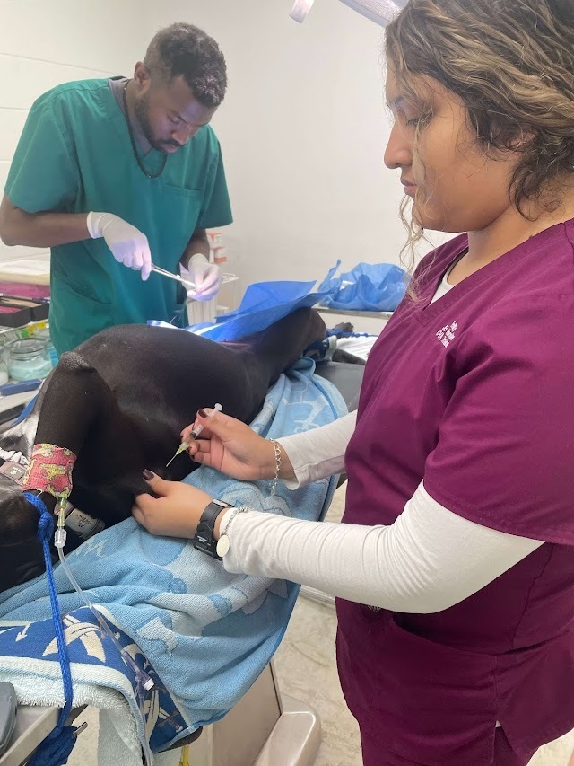 Vet students working at vet clinic