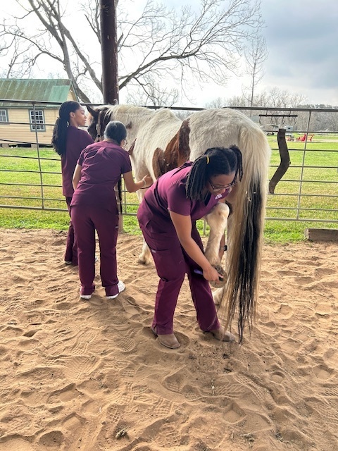 Vet students at equine facility