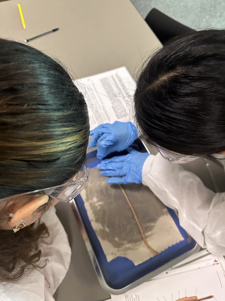 Students dissecting  worms