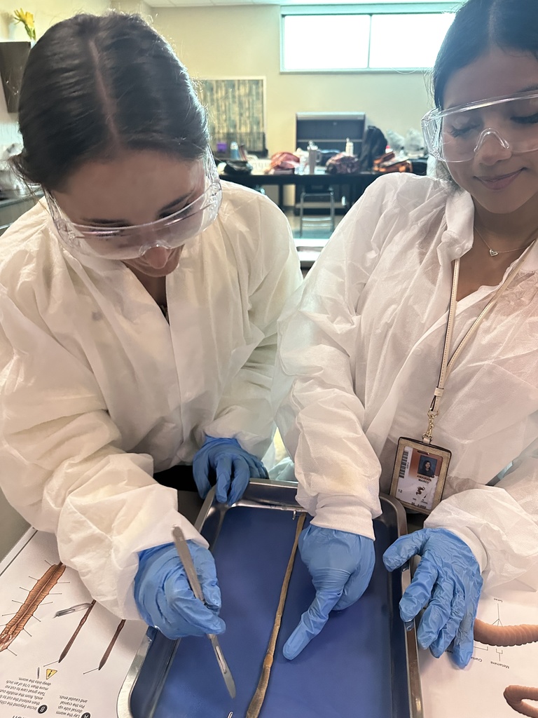 Students dissecting  worms