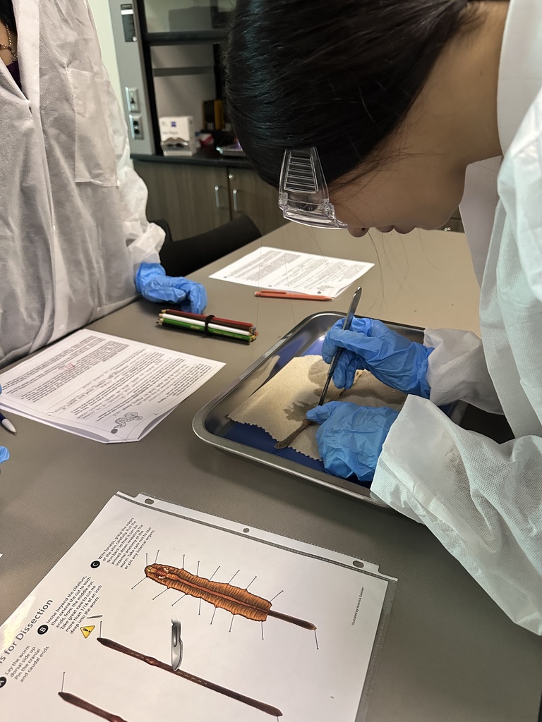 Students dissecting  worms