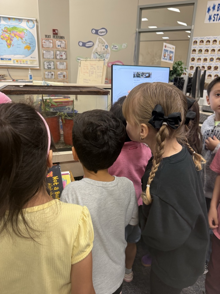 butterfly observations 