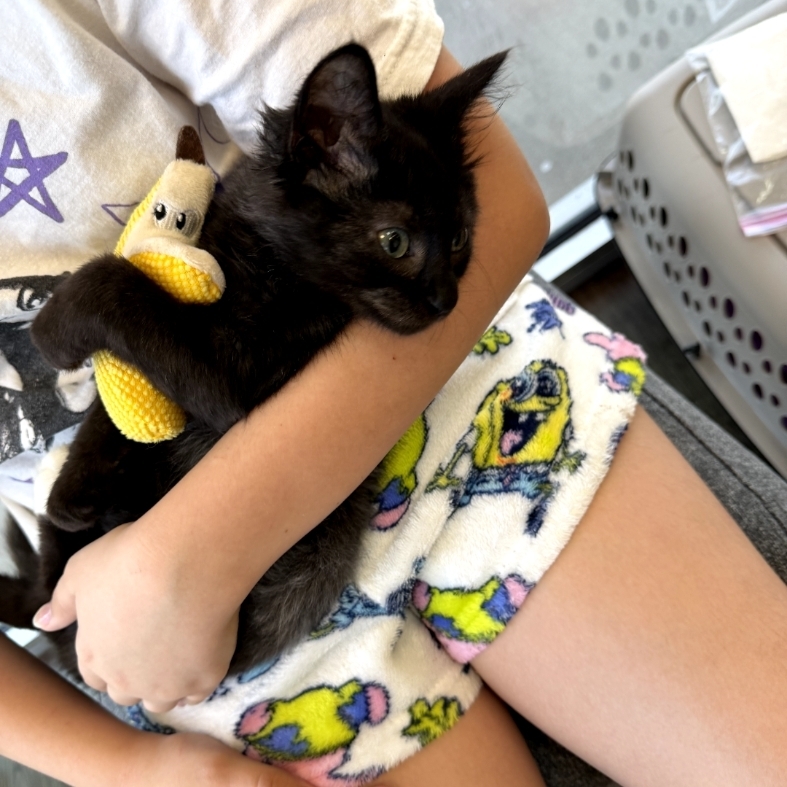 merlin