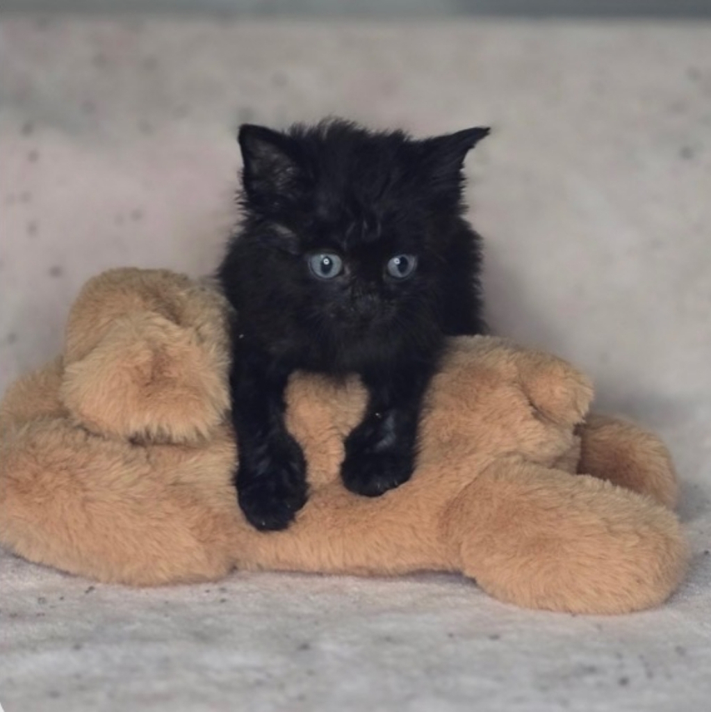 Merlin
