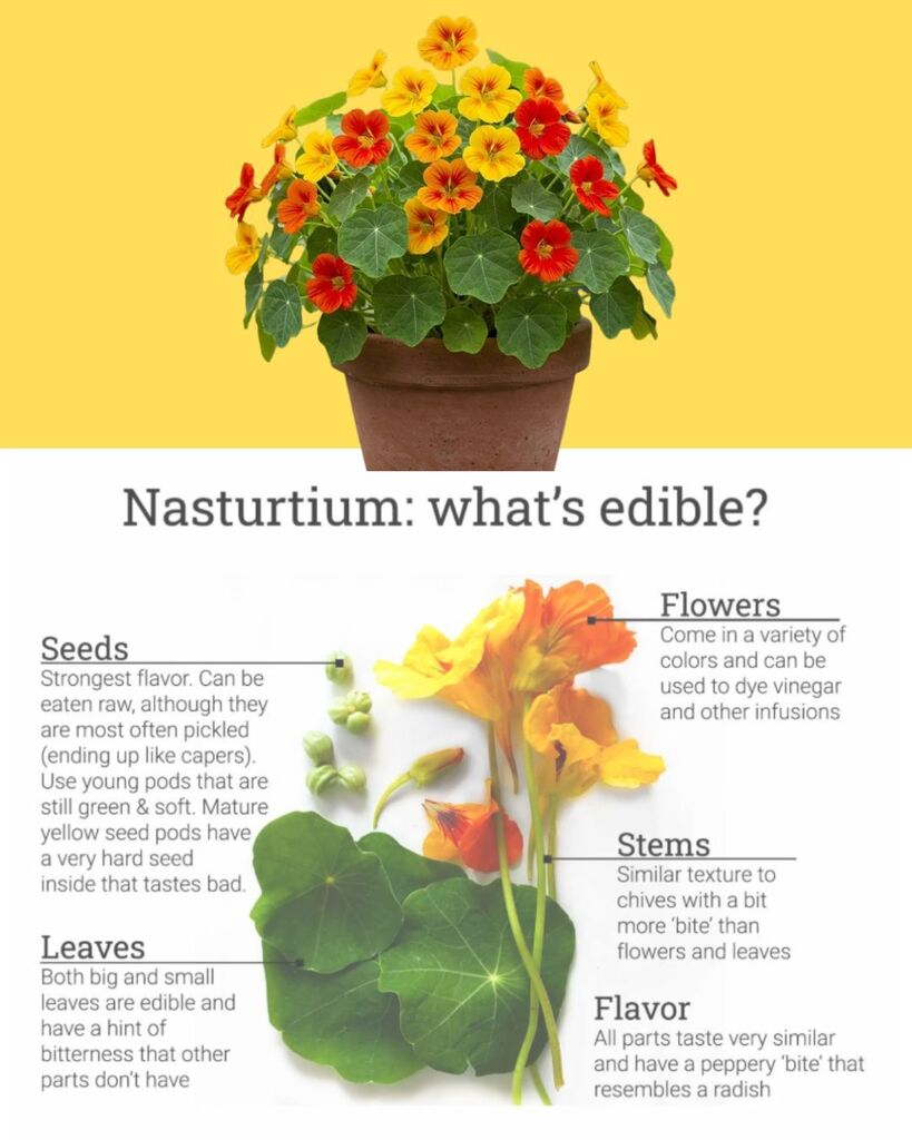 nasturtium