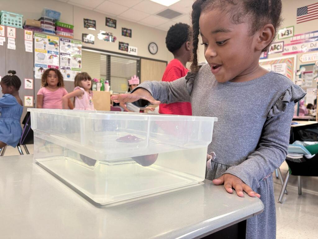 a student testing to see if apples float by dropping the apple in a bucket of water