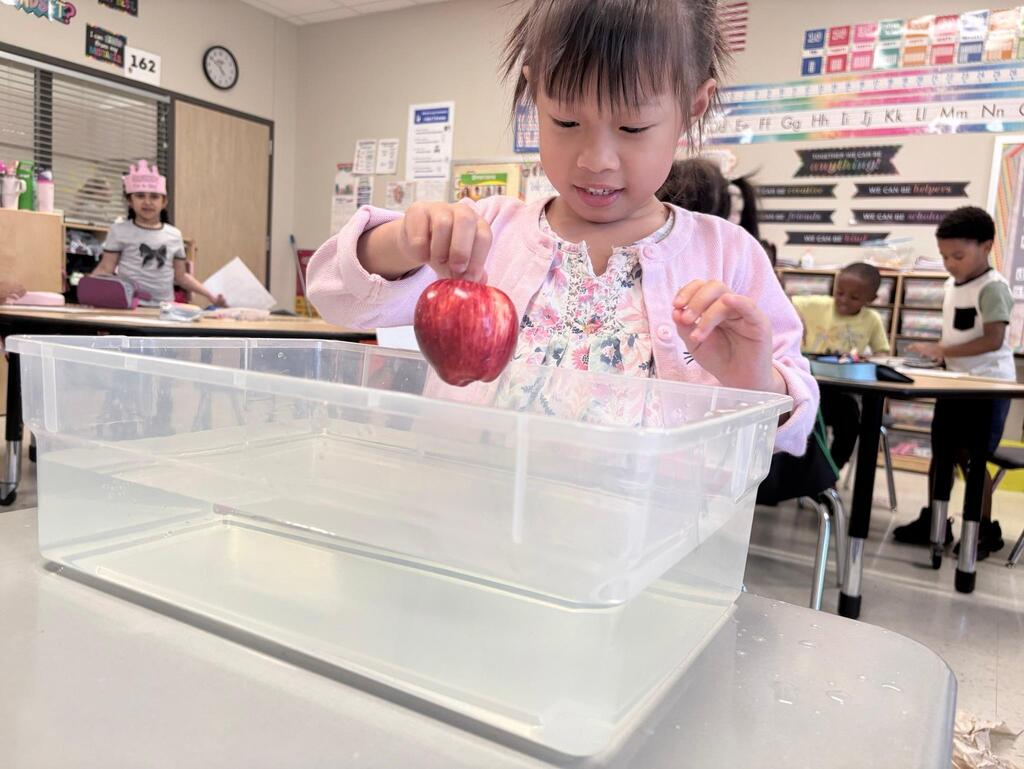 a student testing to see if apples float by dropping the apple in a bucket of water