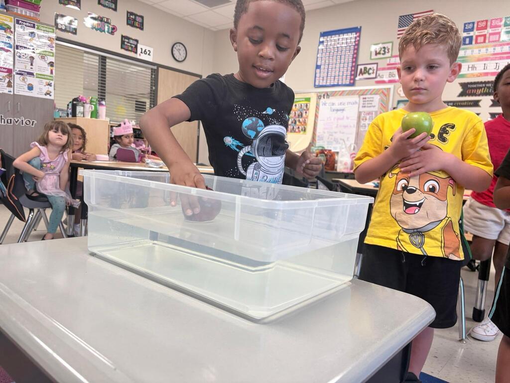 a student testing to see if apples float by dropping the apple in a bucket of water
