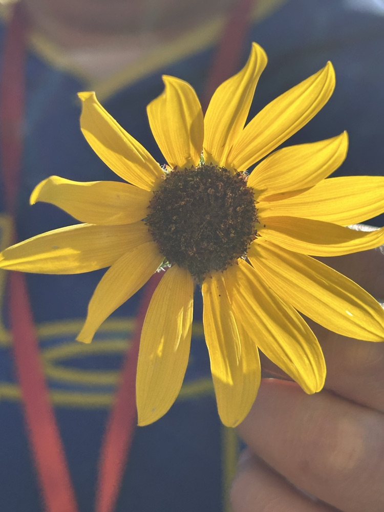 Massacre Rocks Sunflower Picture 