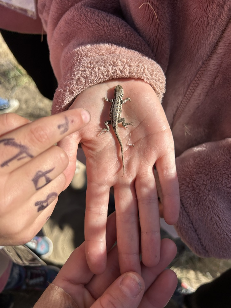 Massacre Rocks Sage Brush Lizard Picture