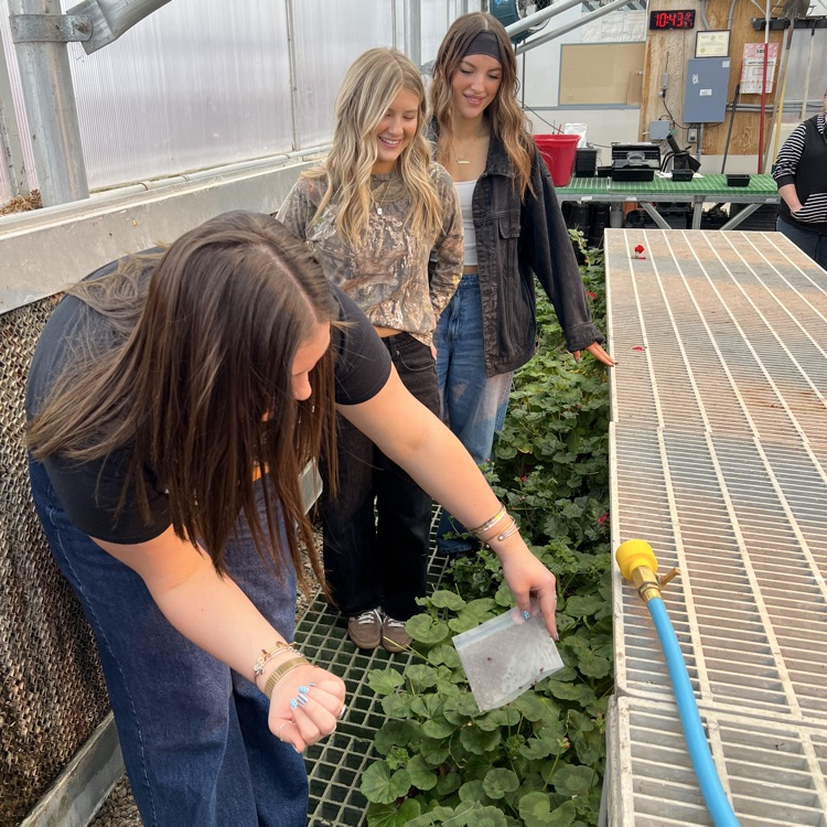 students releasing ladybugs