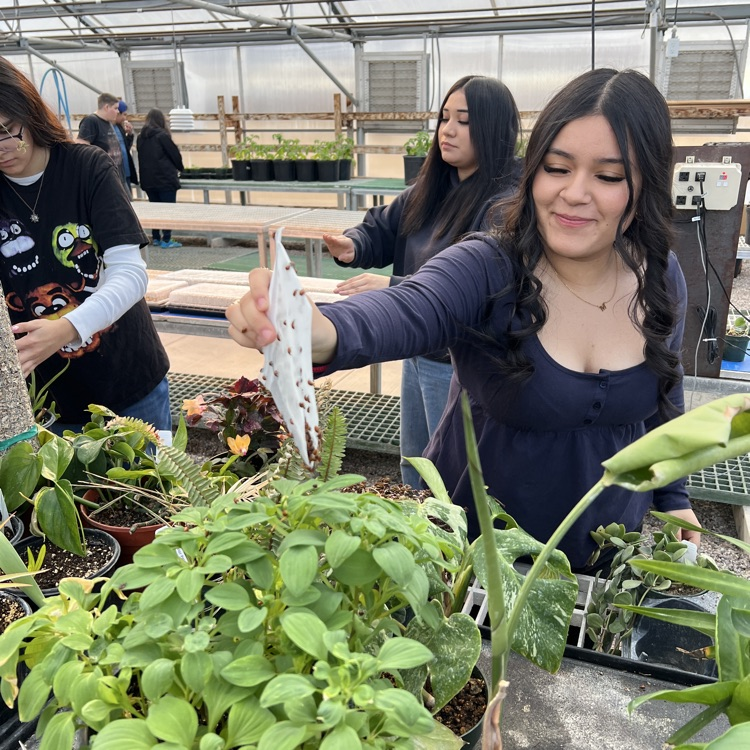 student releasing ladybugs