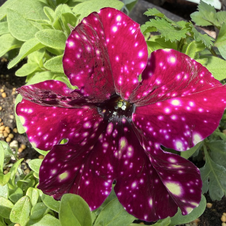 petunia flower blooming