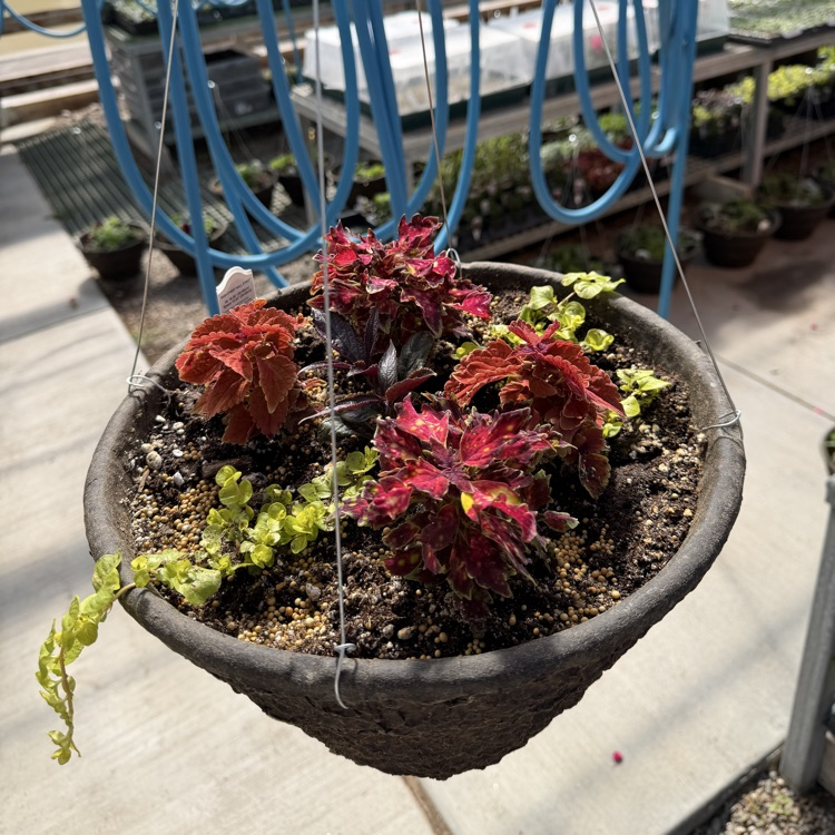 hanging basket