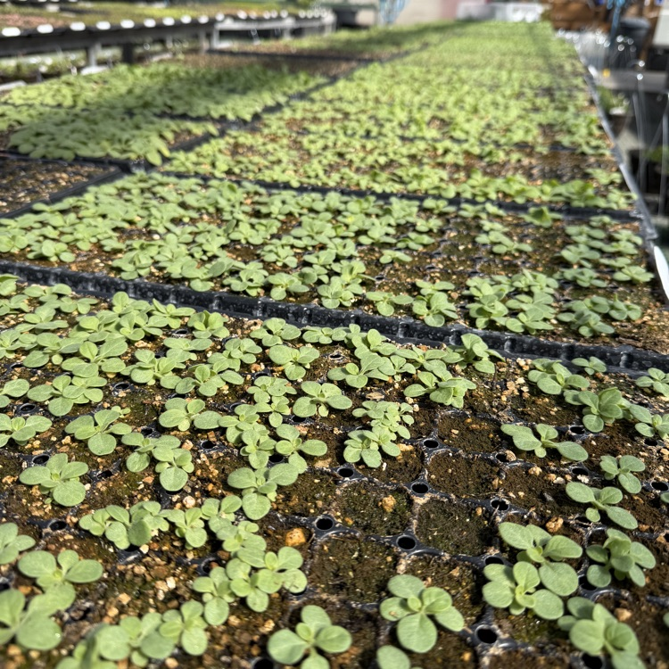 petunia seedlings