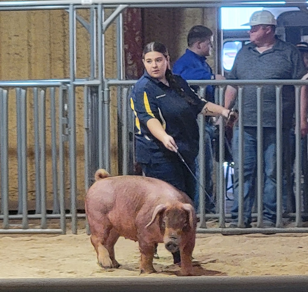 Stock Show
