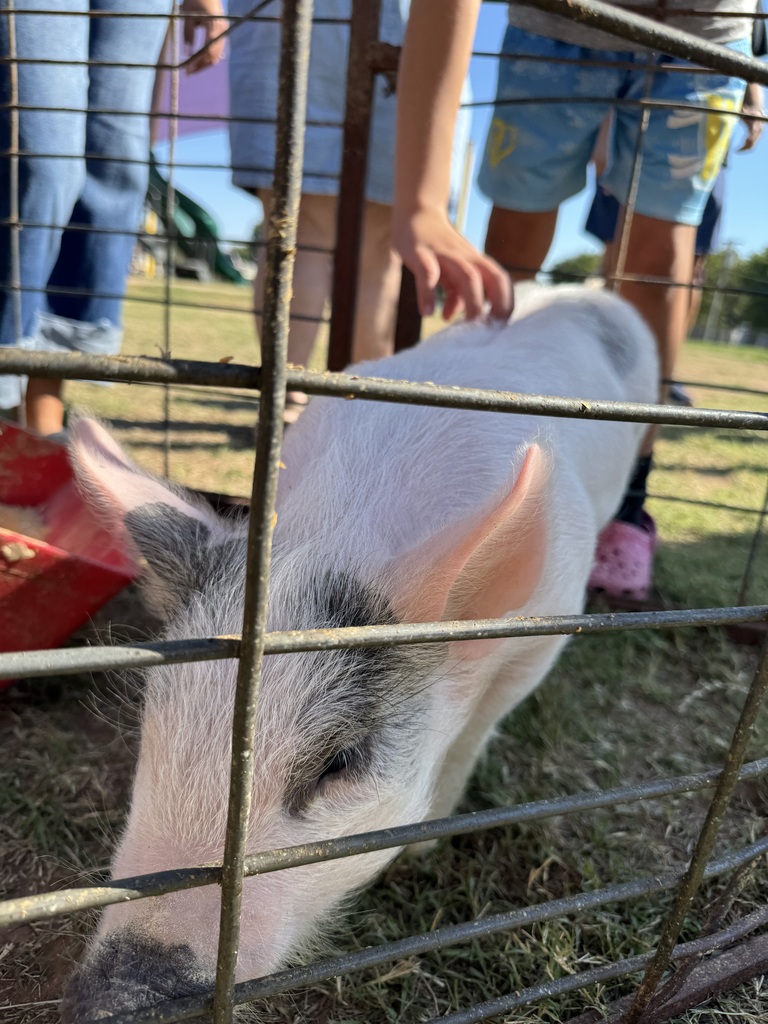 Pig