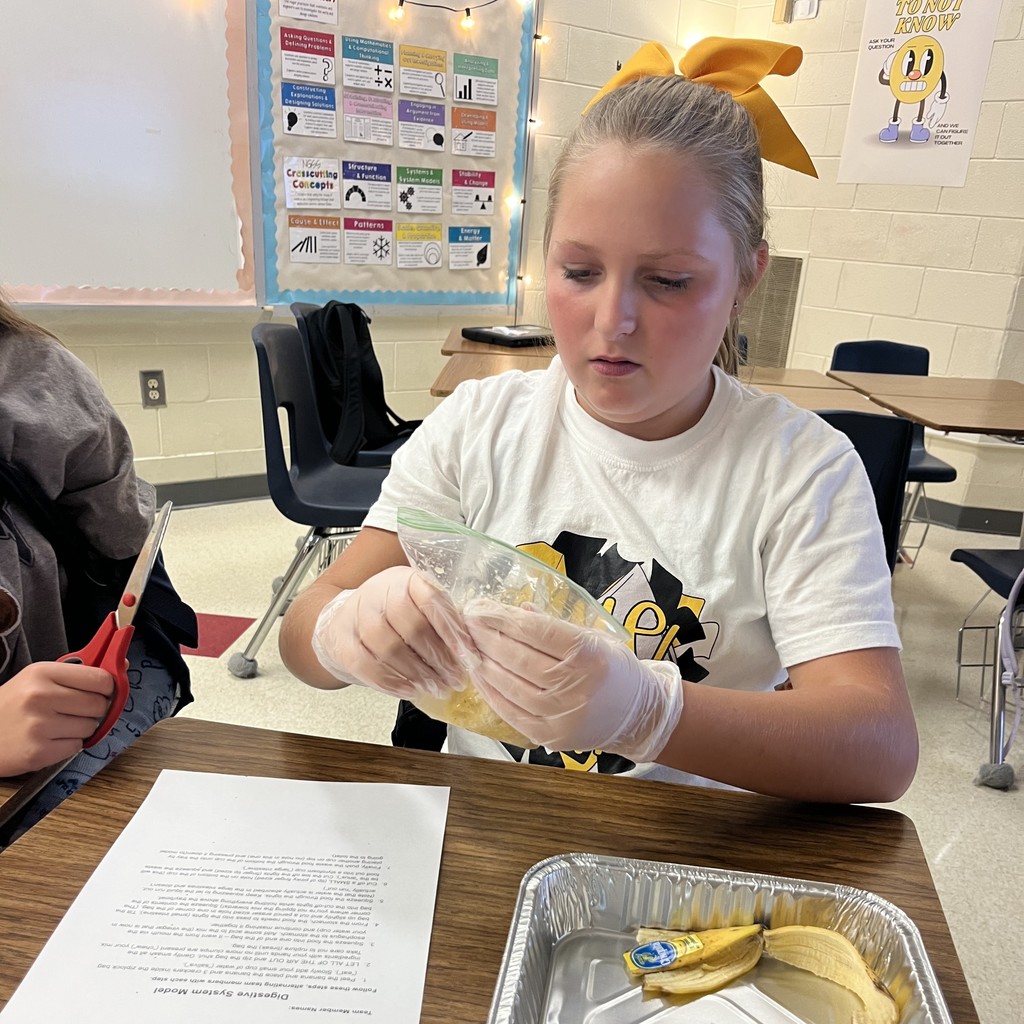 Digestive system lab