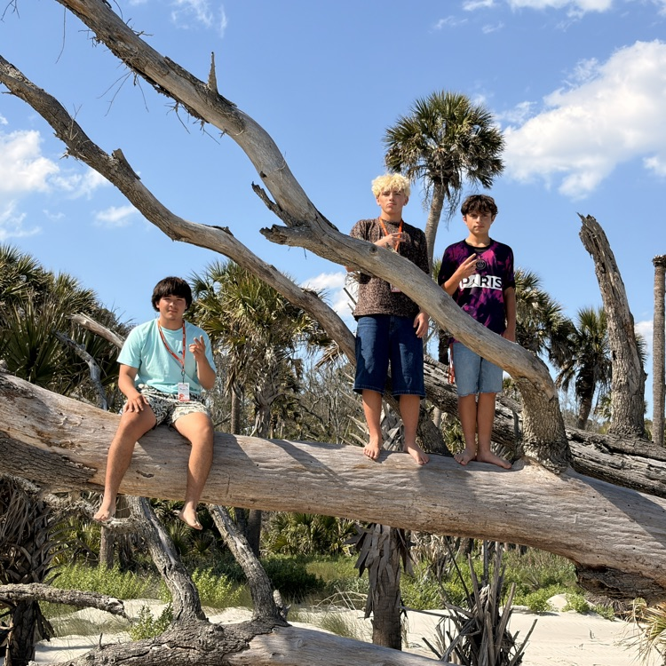 tree climb