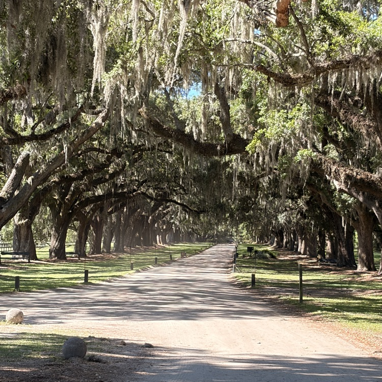 oak drive