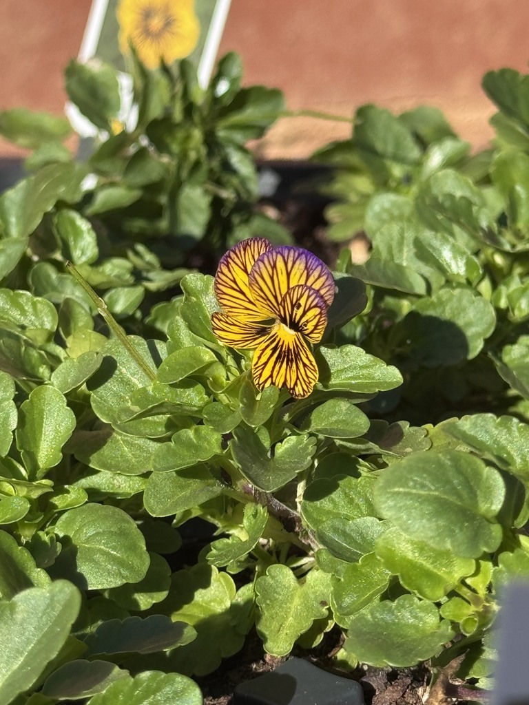 plant sale