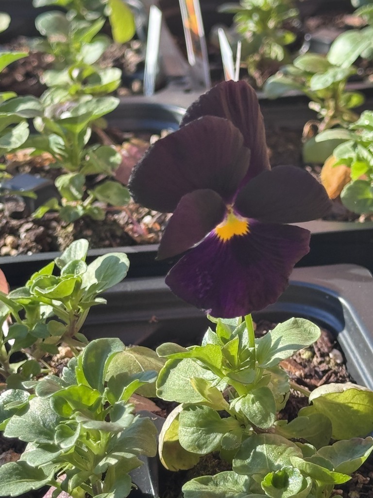plant sale