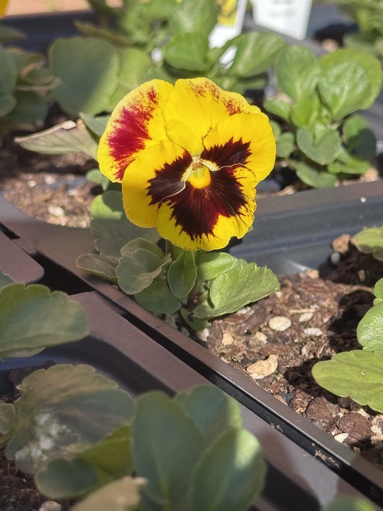 plant sale