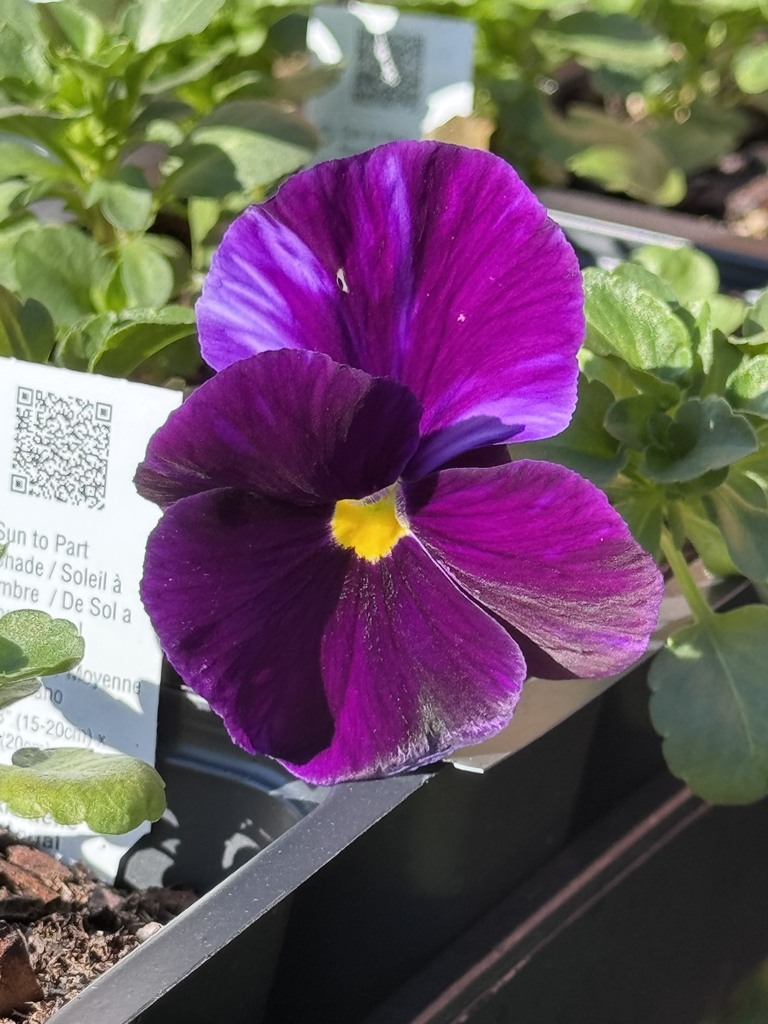 plant sale