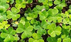shamrock