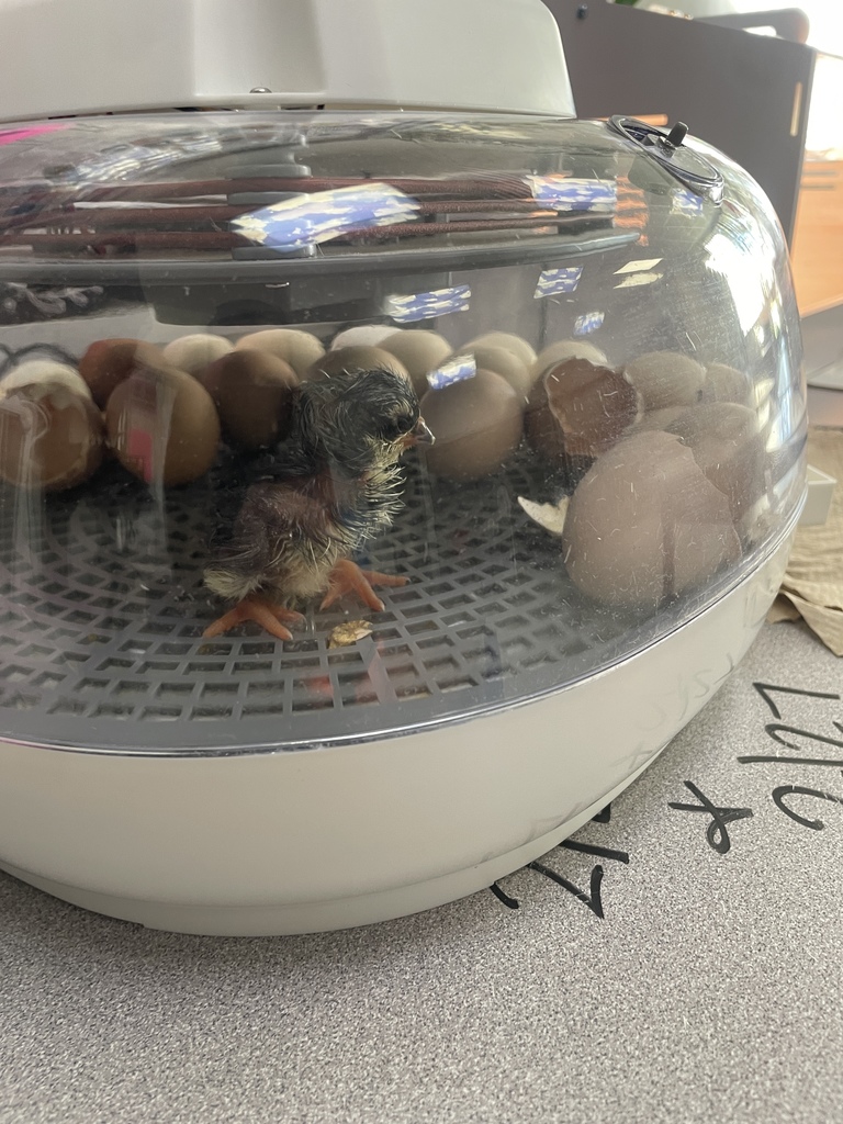 From an egg in an incubator to a chirping chick in the brooder! Science is coming to life in third grade as students study the life cycle firsthand. A huge thank you to Ms. Kluttz and Ms. Jones for creating such an immersive, hands-on learning experience for our students. These are the lessons they’ll never forget!