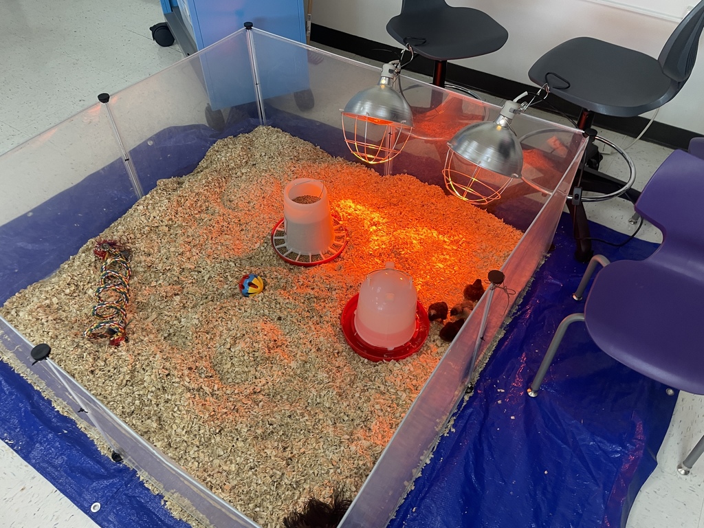 From an egg in an incubator to a chirping chick in the brooder! Science is coming to life in third grade as students study the life cycle firsthand. A huge thank you to Ms. Kluttz and Ms. Jones for creating such an immersive, hands-on learning experience for our students. These are the lessons they’ll never forget!