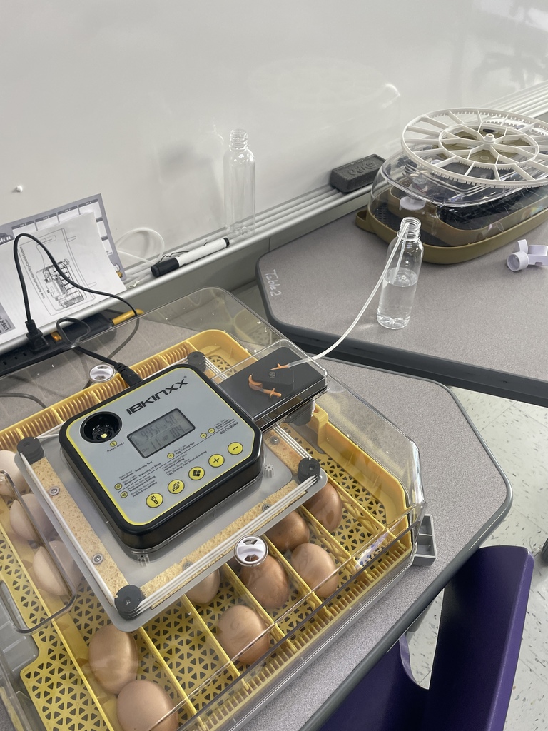 From an egg in an incubator to a chirping chick in the brooder! Science is coming to life in third grade as students study the life cycle firsthand. A huge thank you to Ms. Kluttz and Ms. Jones for creating such an immersive, hands-on learning experience for our students. These are the lessons they’ll never forget!