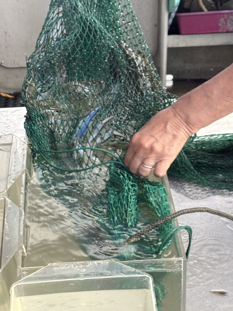 crabs and fish in a net 