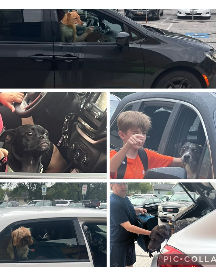 dog