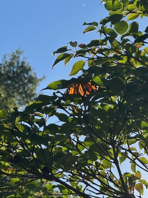 Monarch butterfly perched in a tree.