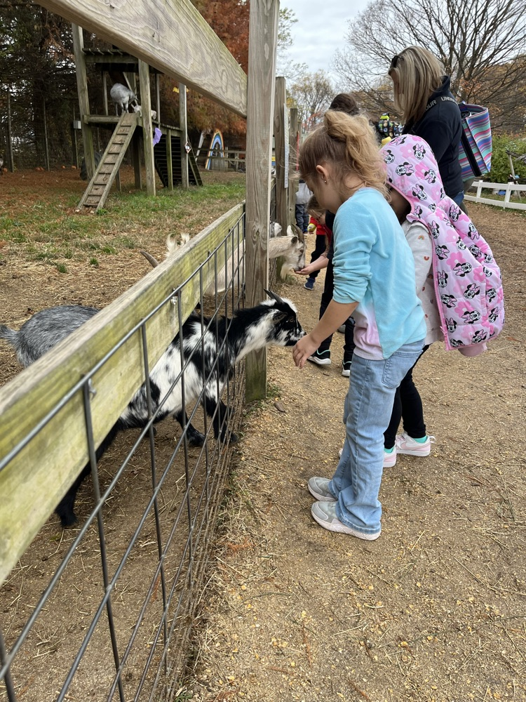 feed goats