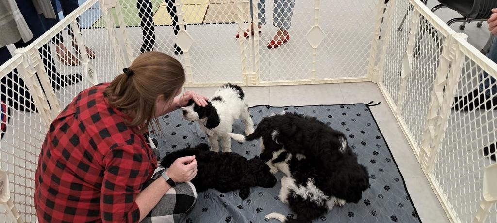 Ms. Dunleavy sitting in a pen with 4 black and white puppies
