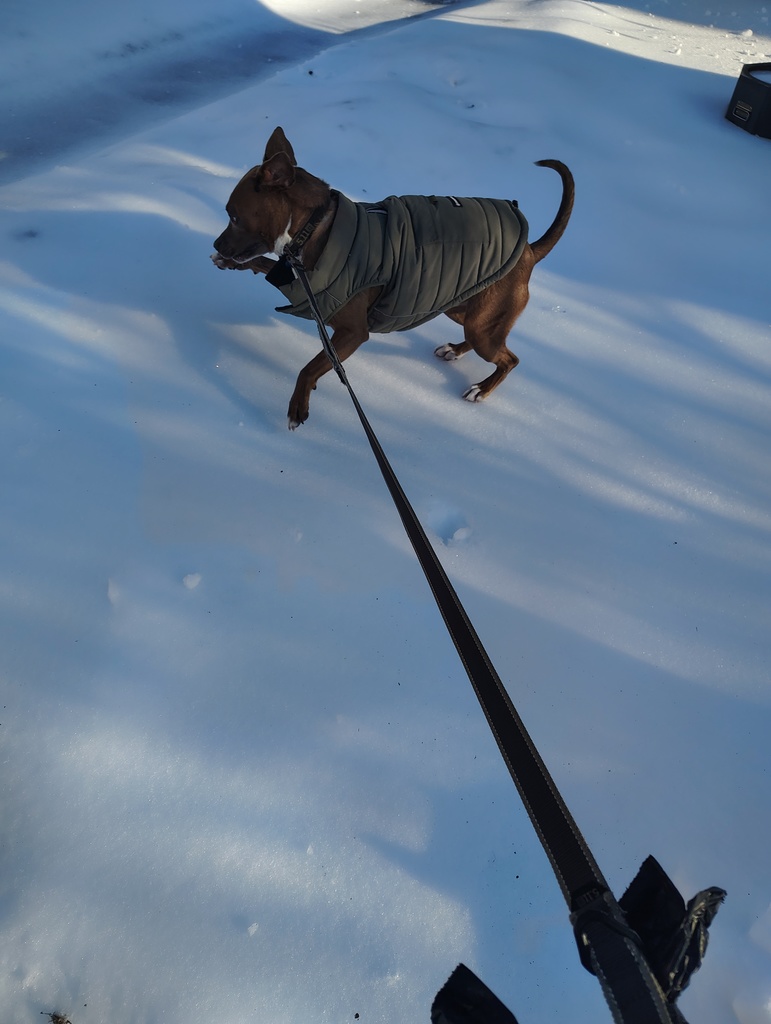 dog in jacket on a leash playing in the snow