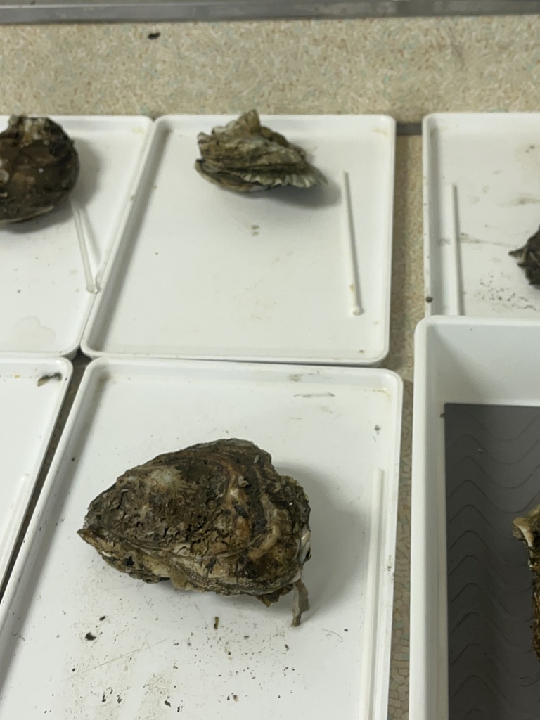 Annapolis Maritime Museum at AMS