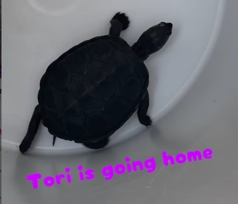 Terpin turtle 🐢 