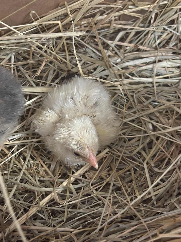 Chicken 4