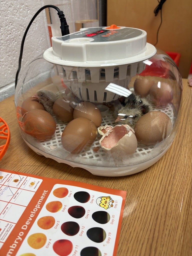 Chicken 2