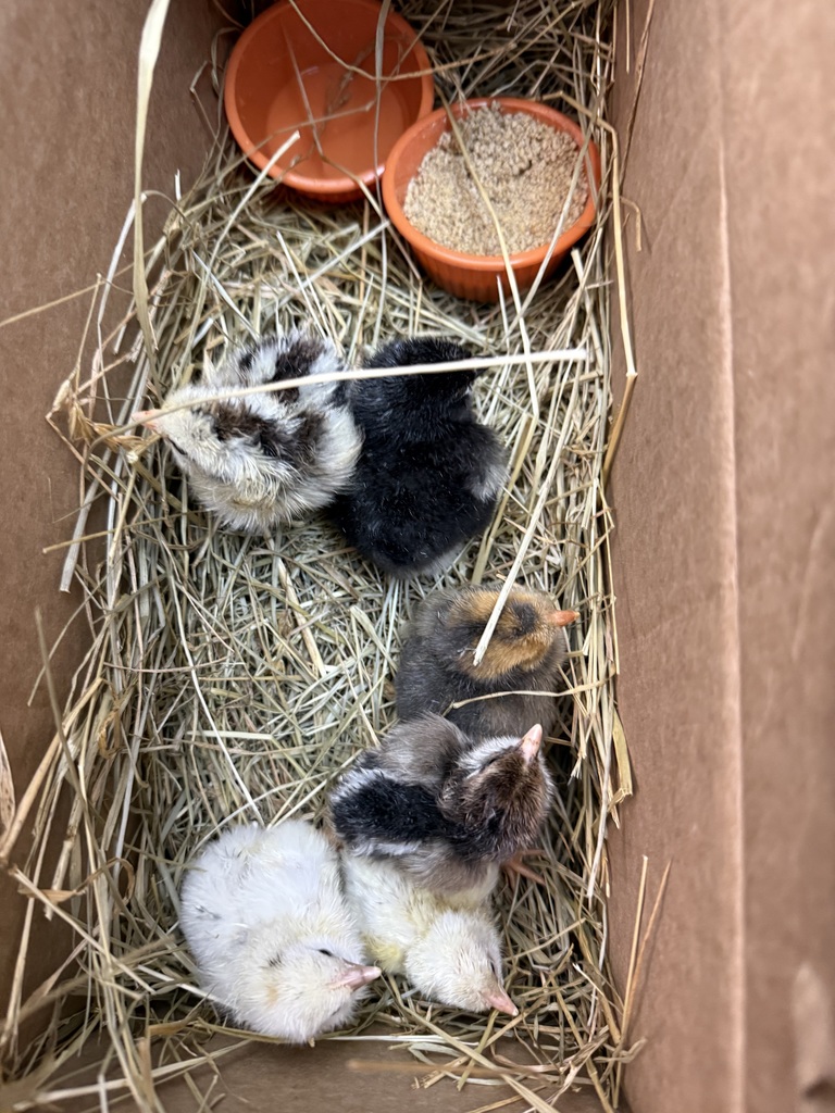 Chicken 3