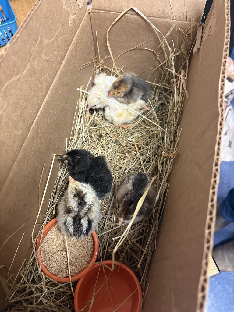 Chicken 1