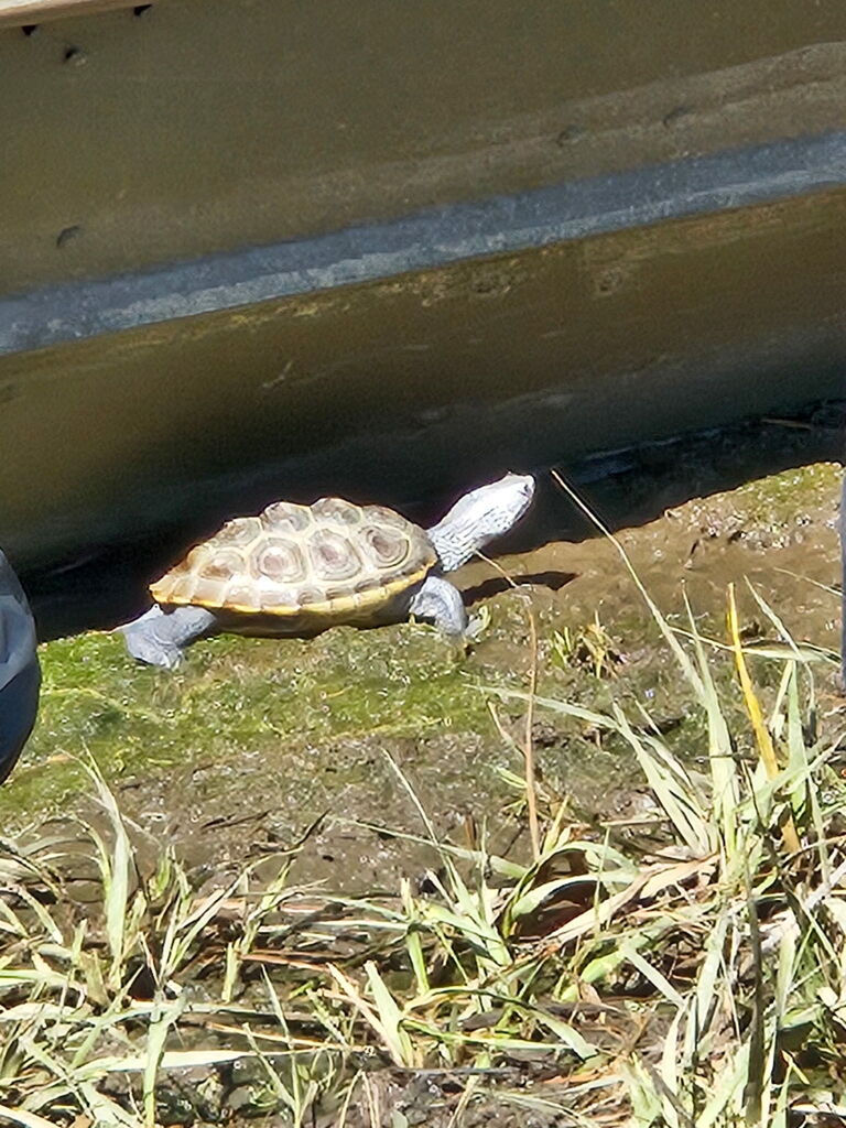 taco