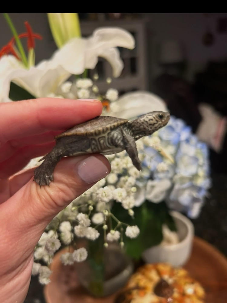 SPMS Terrapin Club