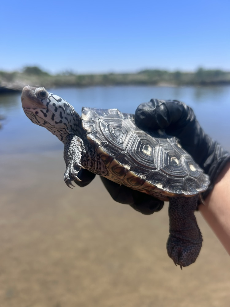 SPMS Terrapin Club